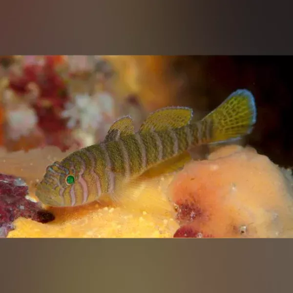 red-snyder-goby Red Snyder Goby