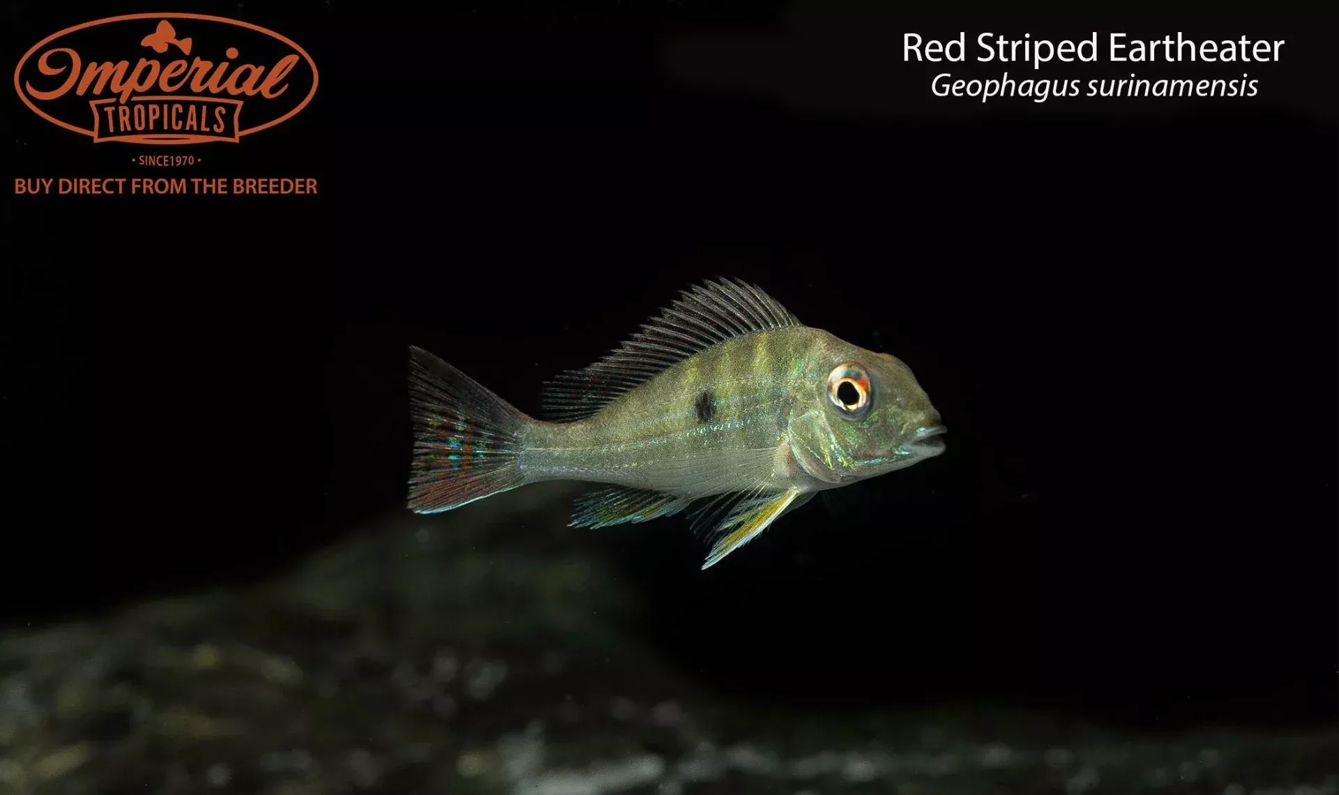 red-striped-eartheater Red Striped Eartheater