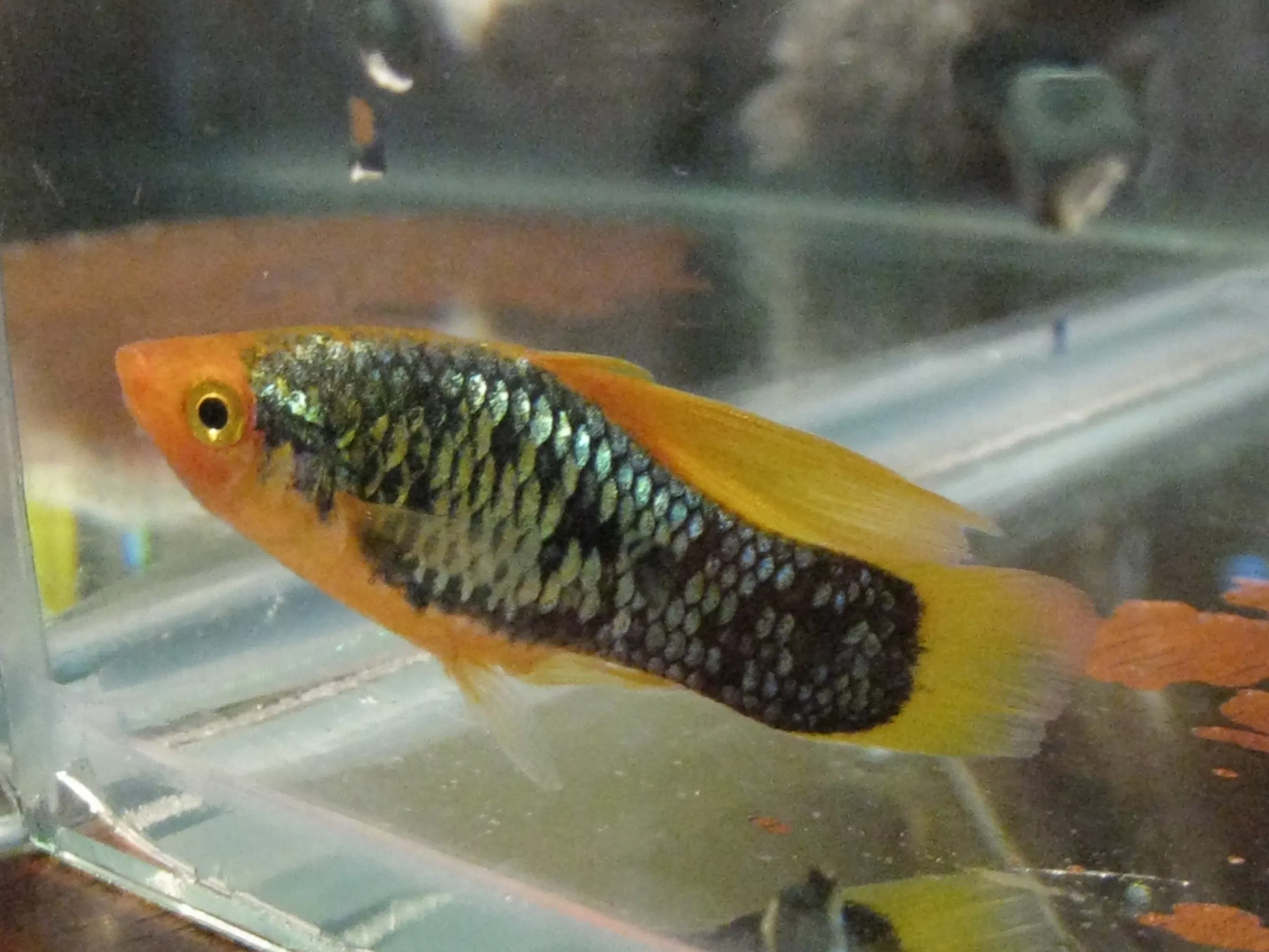 red-tail-black-neon-variatus-platy Red Tail Black Neon Variatus Platy