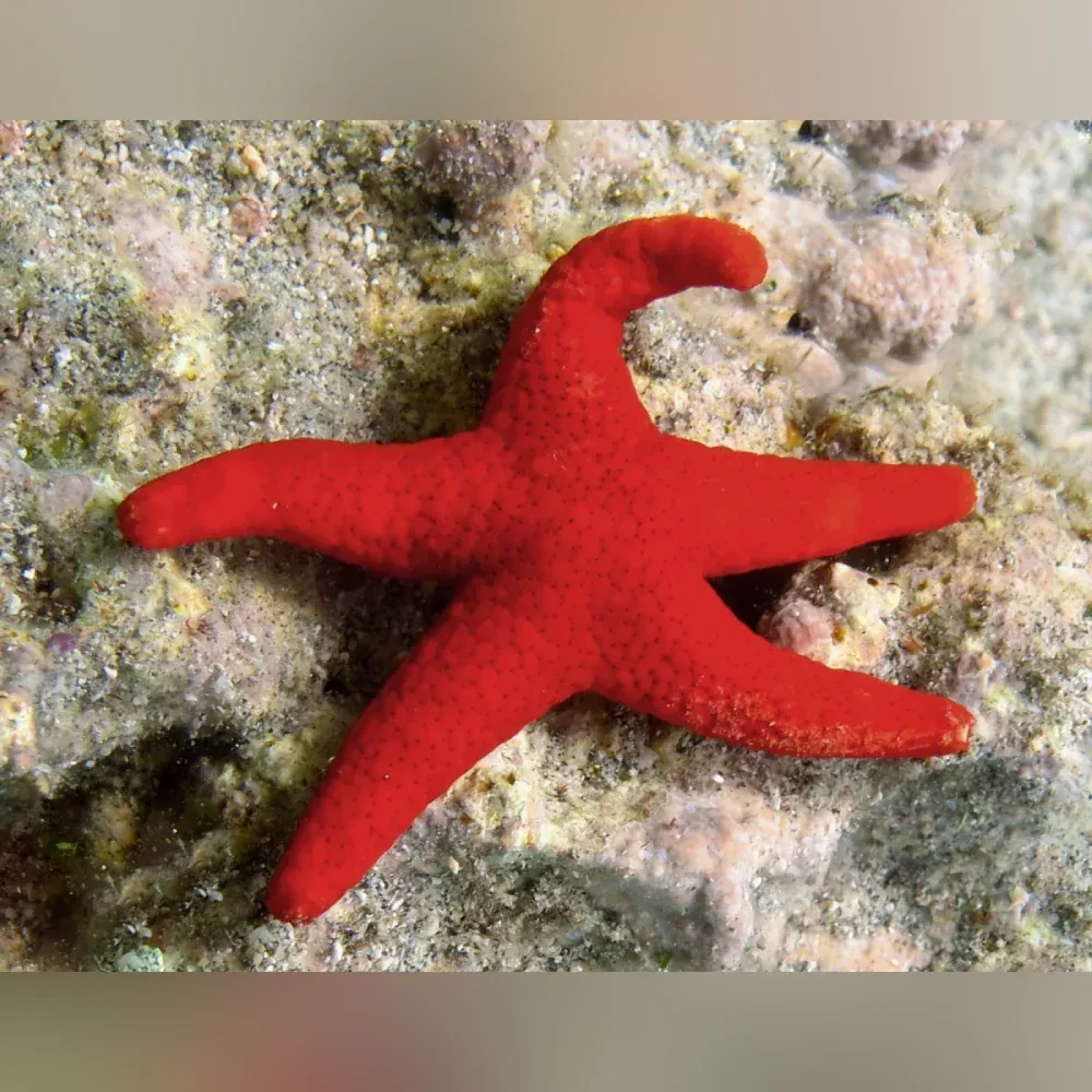 red-tile-starfish Red Tile Starfish