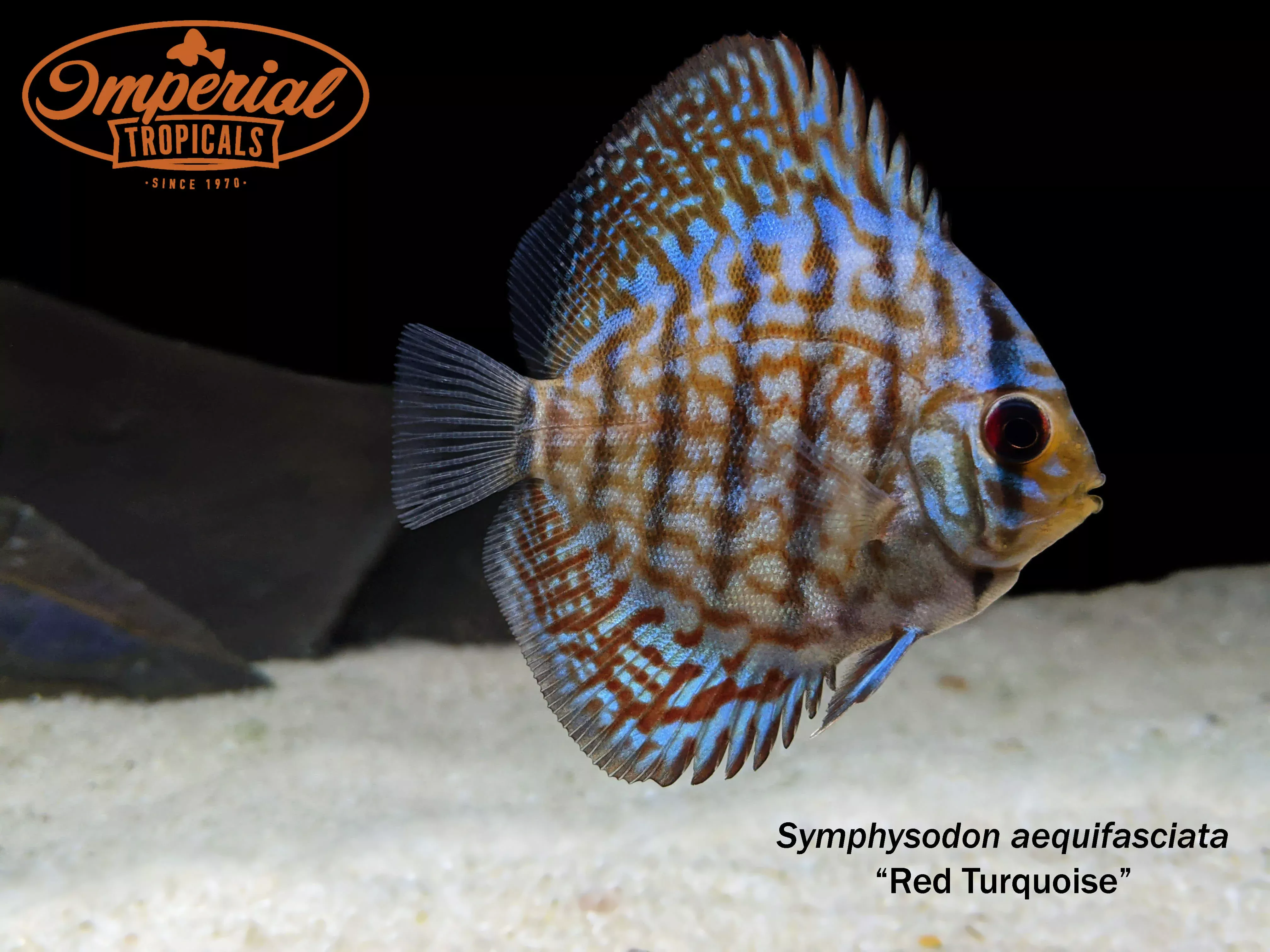 red-turquoise-discus Red Turquoise Discus