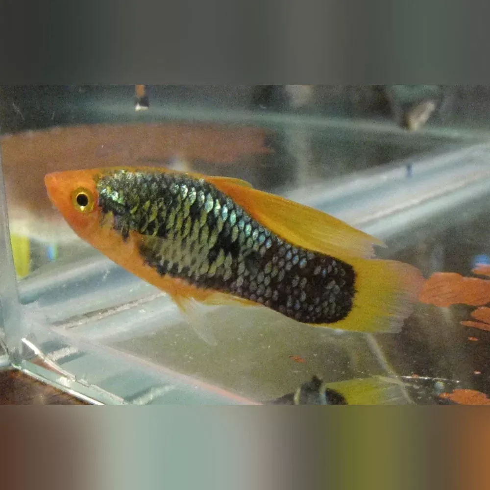 red-tux-hi-fin-variatus Red Tux Hi Fin Variatus