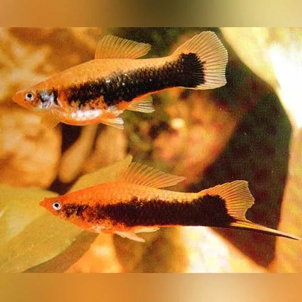 red-tuxedo-swordtail Red Tuxedo Swordtail