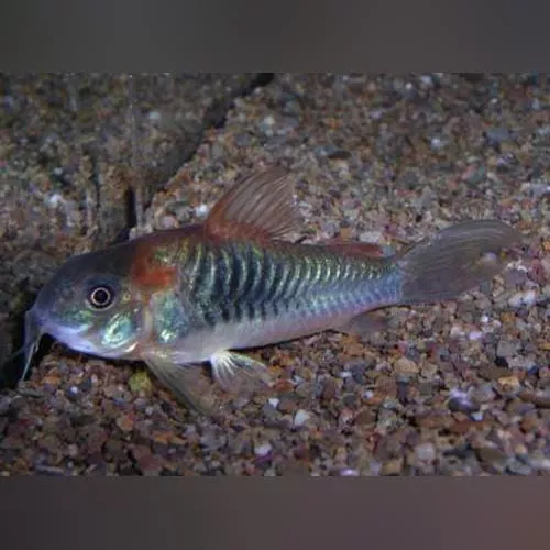 red-venezuelan-sailfin-cory Red Venezuelan Sailfin Cory