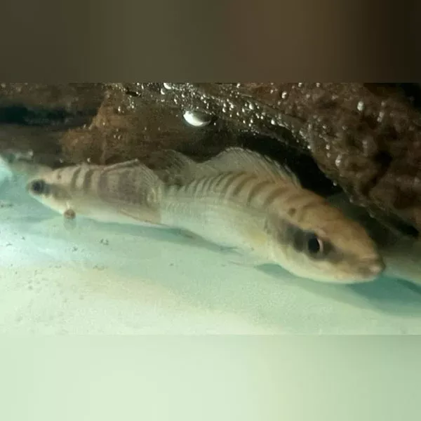 regani-dwarf-pike-cichlid Regani Dwarf Pike Cichlid