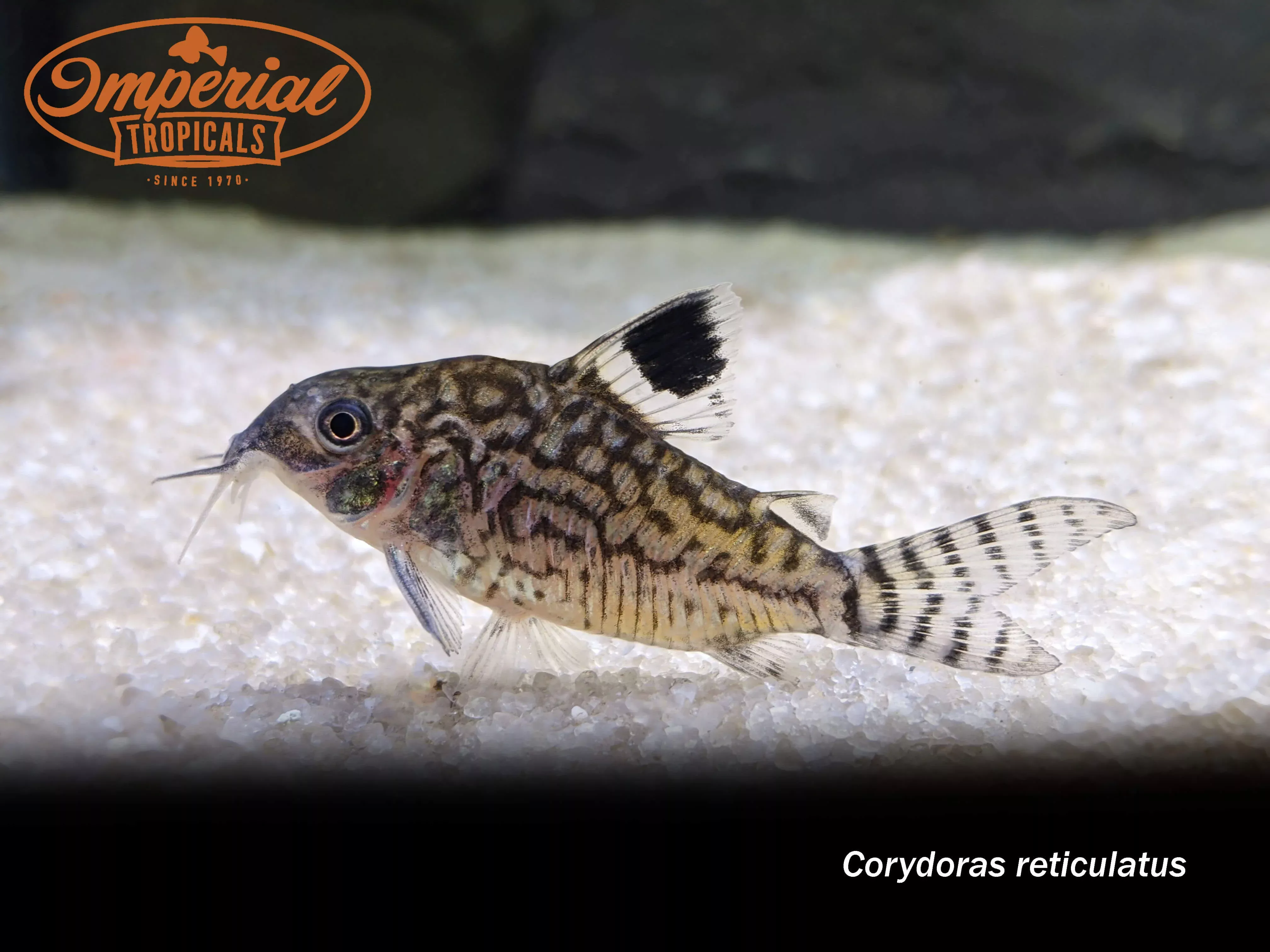 Reticulated Brochis