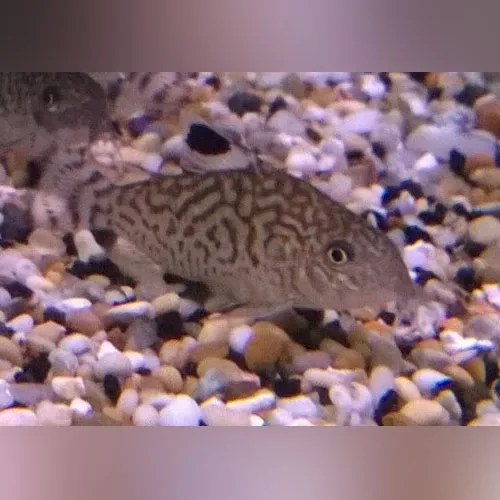 Reticulated Cory