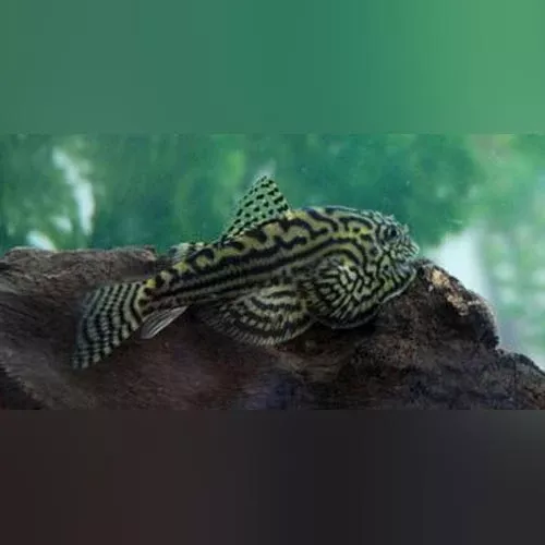 reticulated-hillstream-loach Reticulated Hillstream Loach