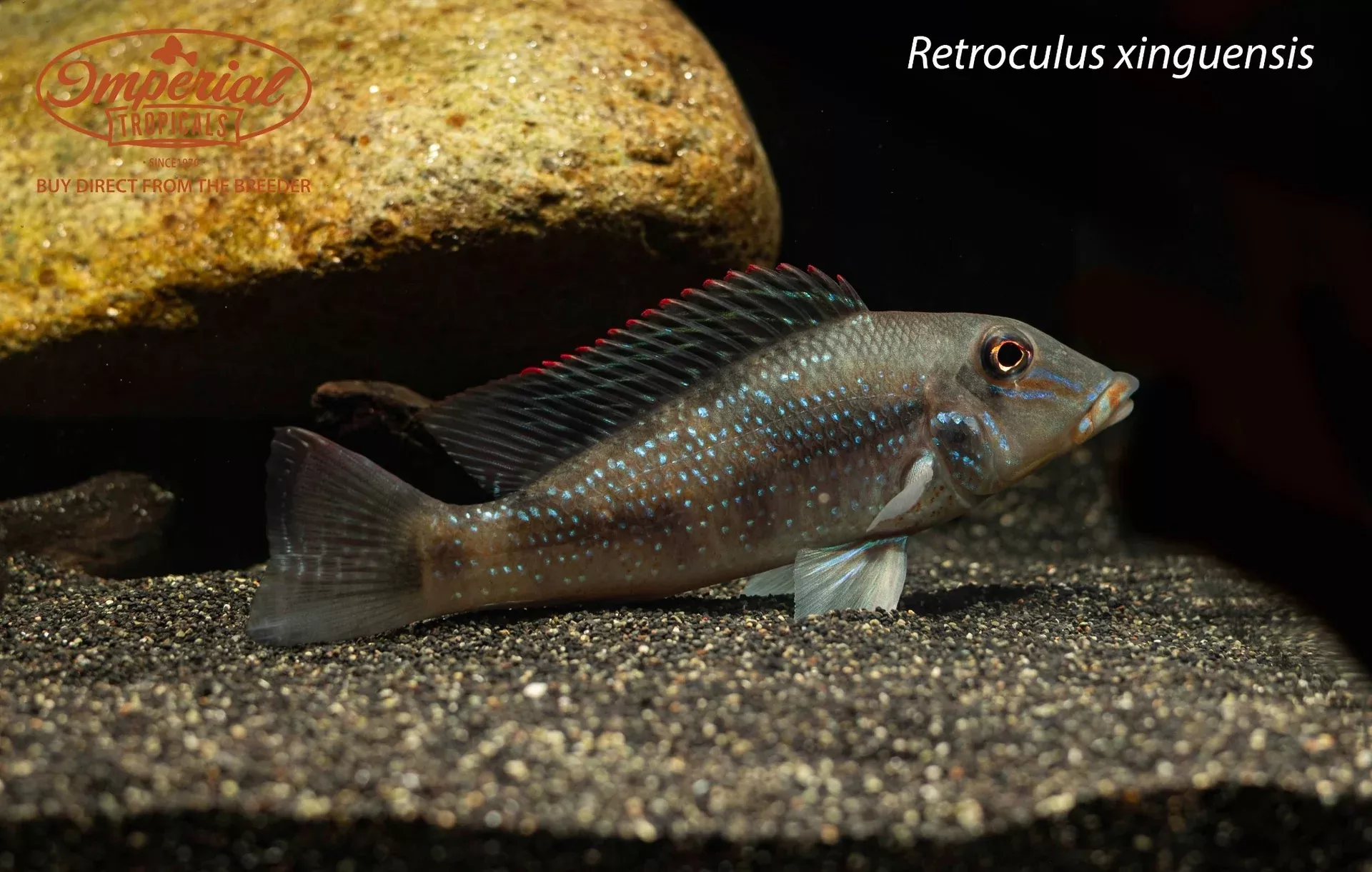 retroculus-xinguensis Retroculus xinguensis