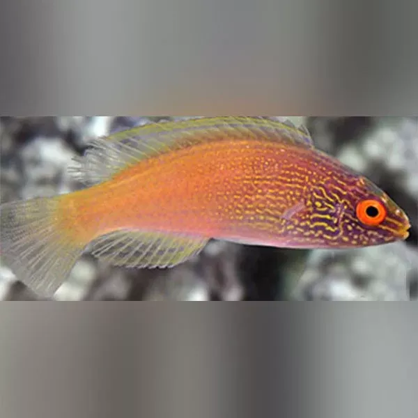 rhomboid-golden-fairy-wrasse Rhomboid Golden Fairy Wrasse
