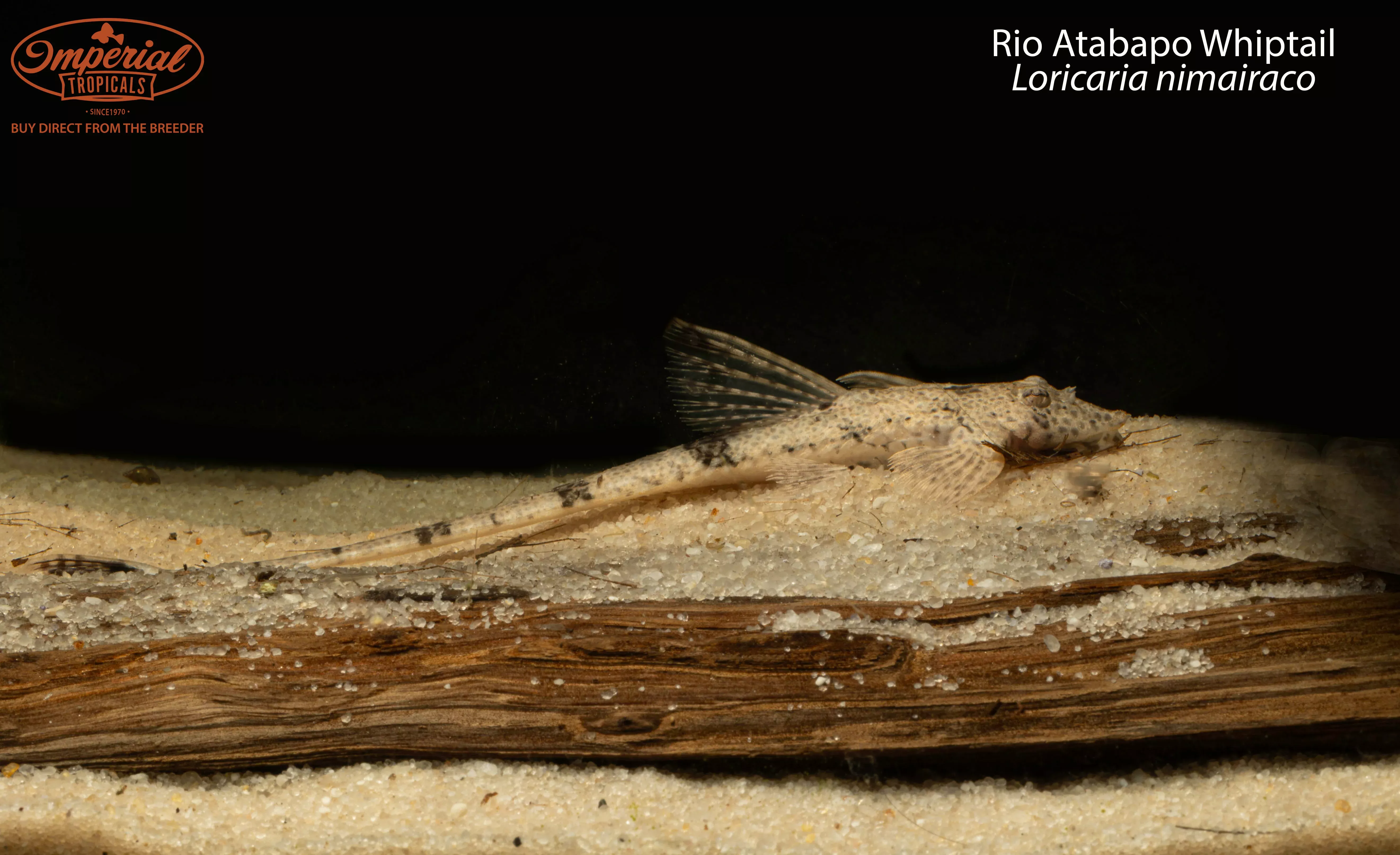 rio-atabapo-whiptail Rio Atabapo Whiptail