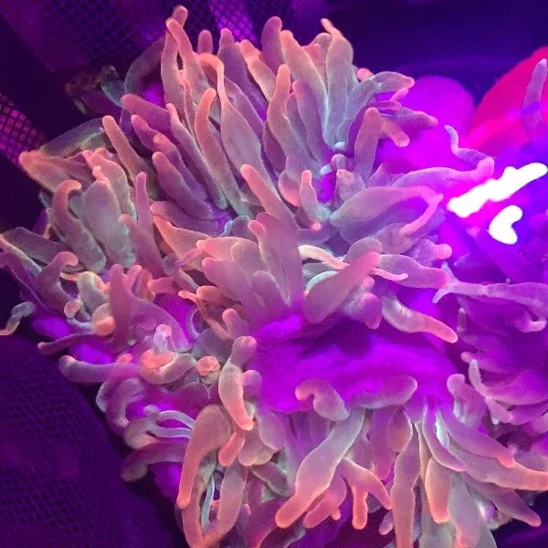 rose-anemone Rose Anemone