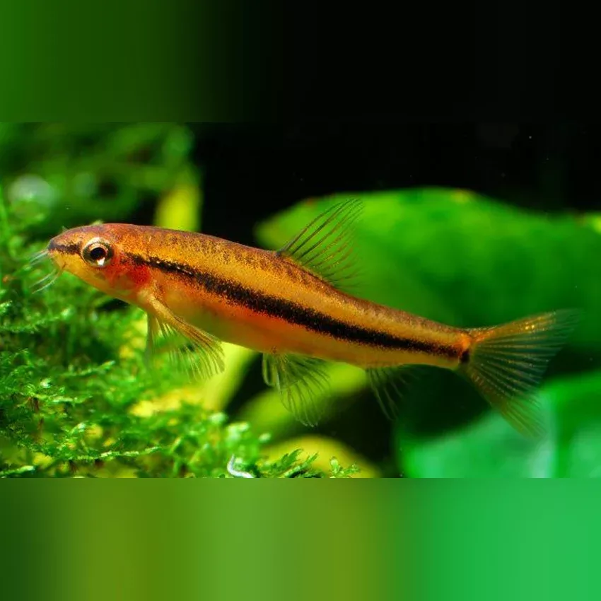 rosy-loach Rosy Loach