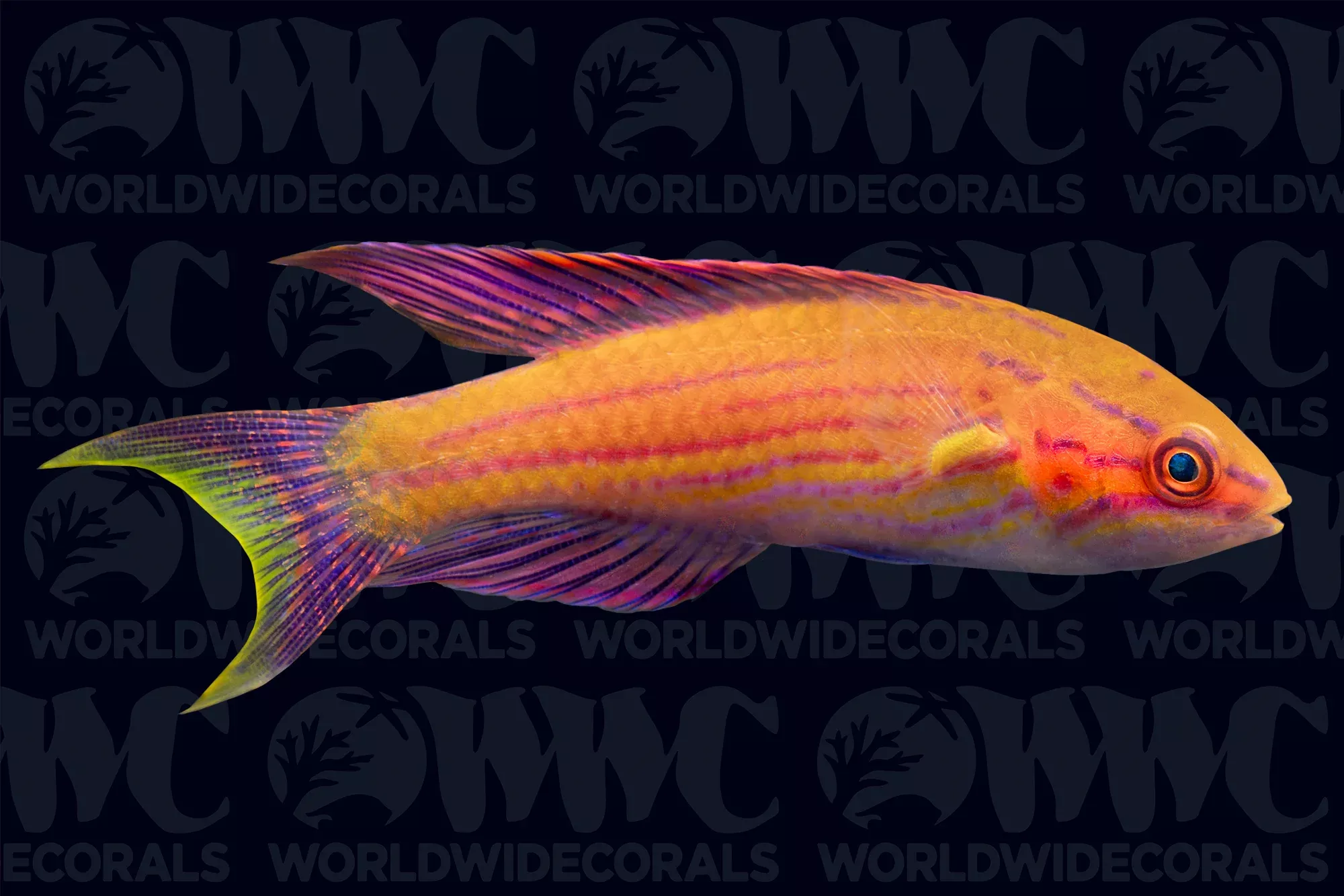 royal-flasher-wrasse-male-philippines Royal Flasher Wrasse- Male - Philippines