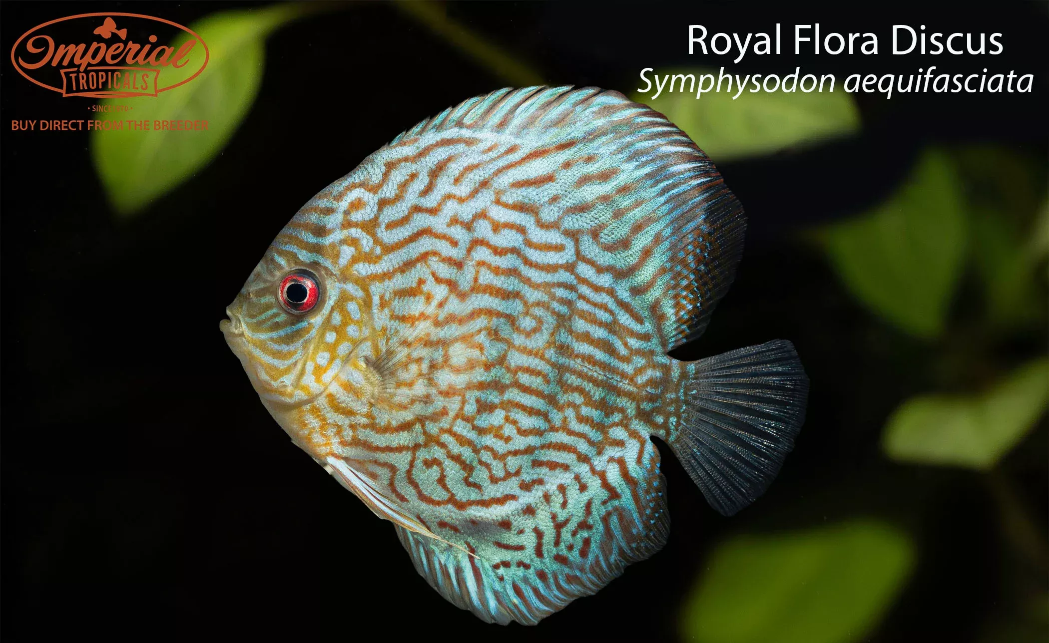 royal-flora-discus Royal Flora Discus