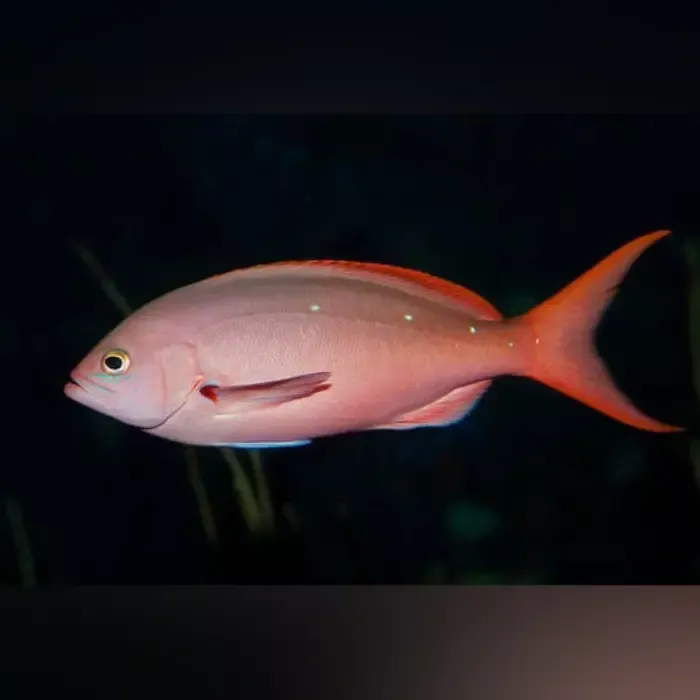 Ruby Anthias