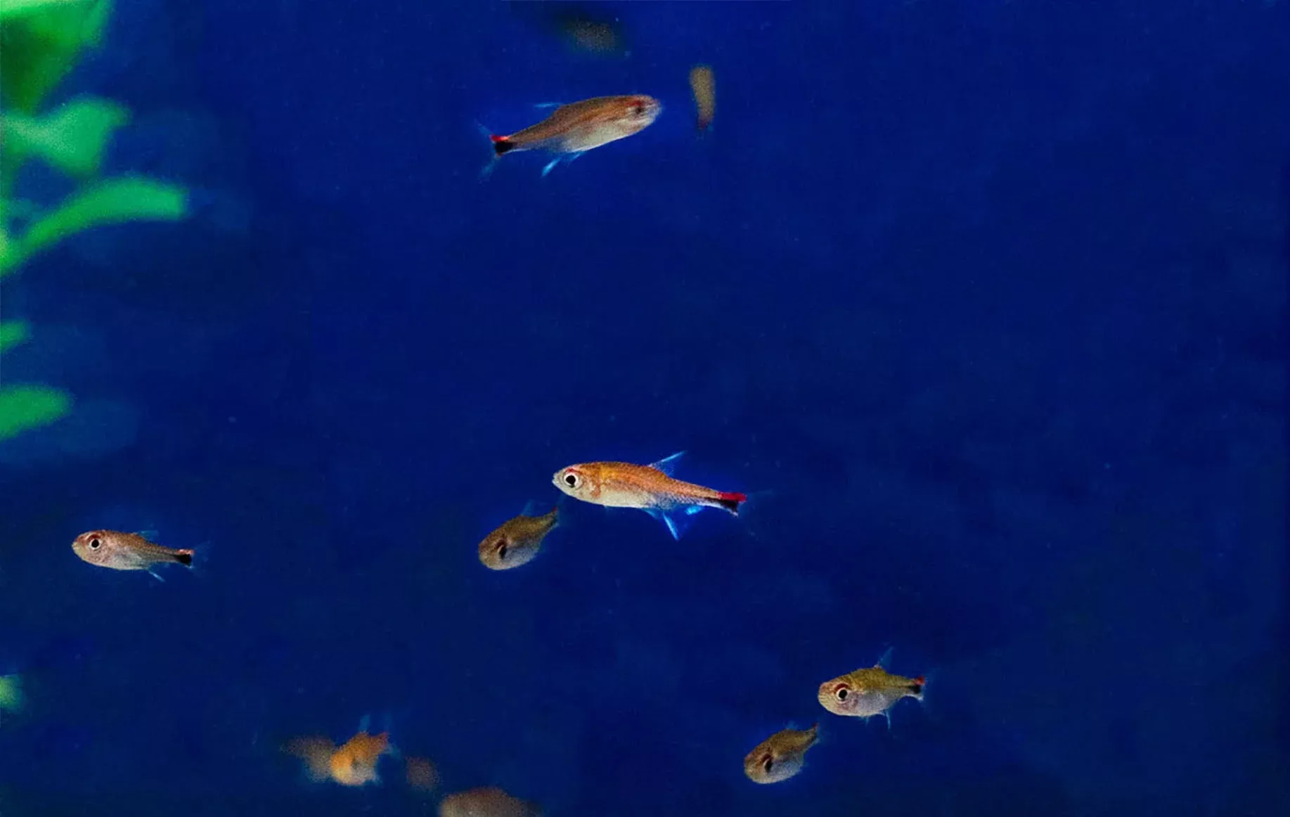 ruby-tetra Ruby Tetra