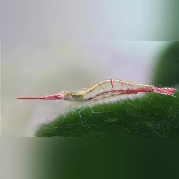 rudolf-red-nose-shrimp Rudolf the Red Nose Shrimp