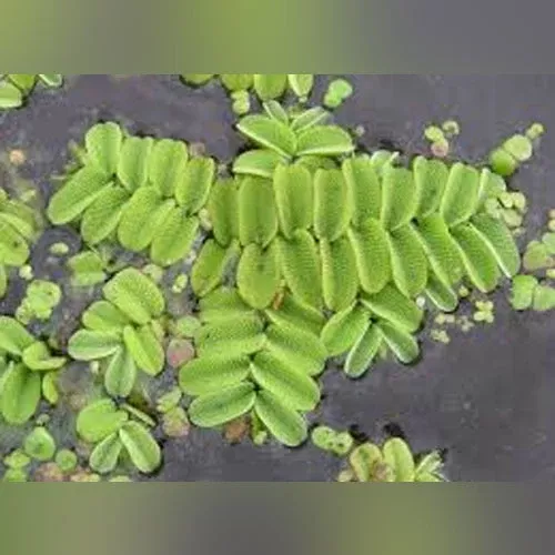salvinia Salvinia