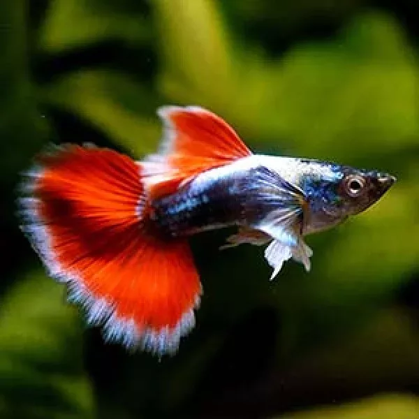 santa-claus-guppy-male Santa Claus Guppy - Male