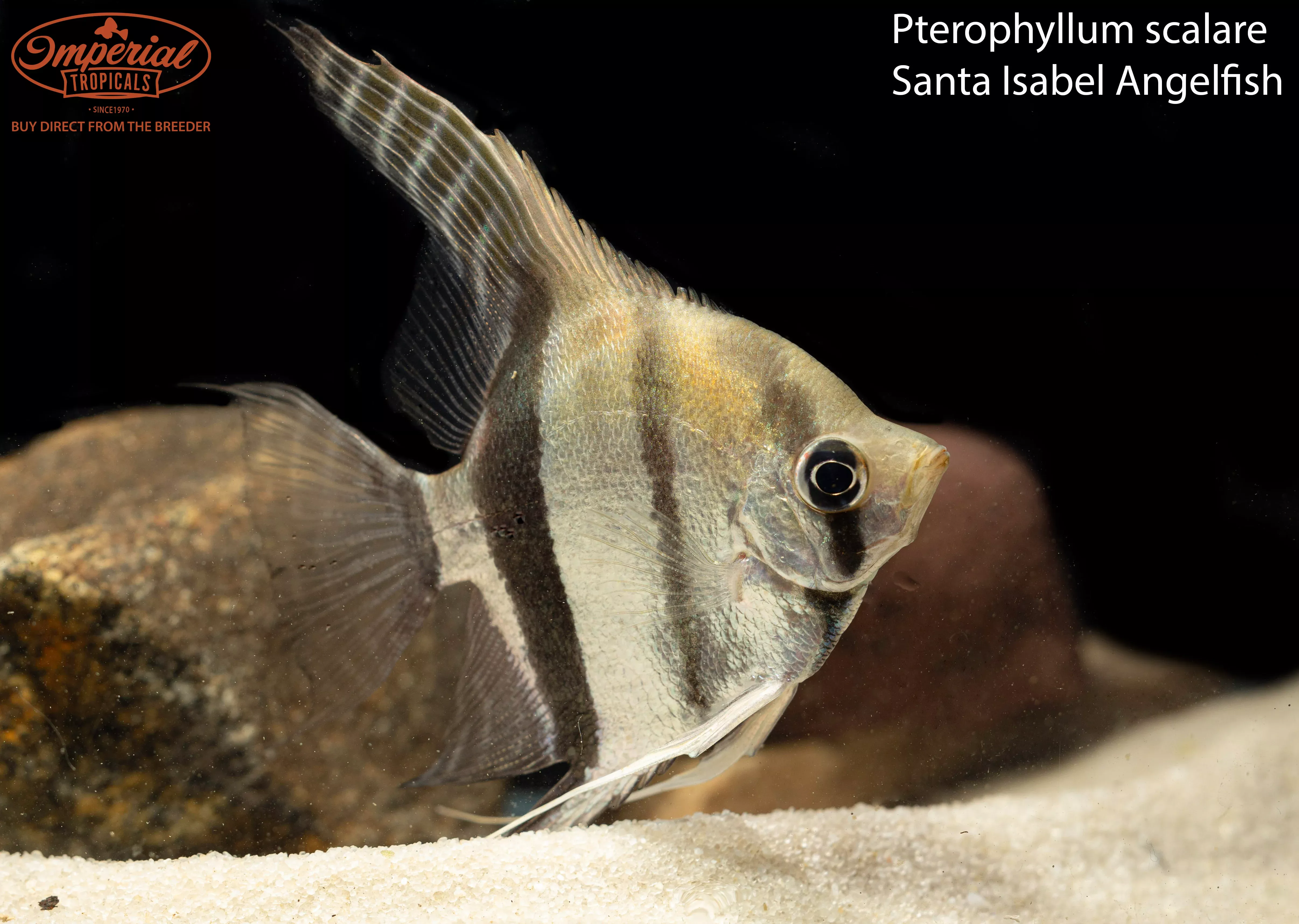 santa-isabel-angelfish Santa Isabel Angelfish