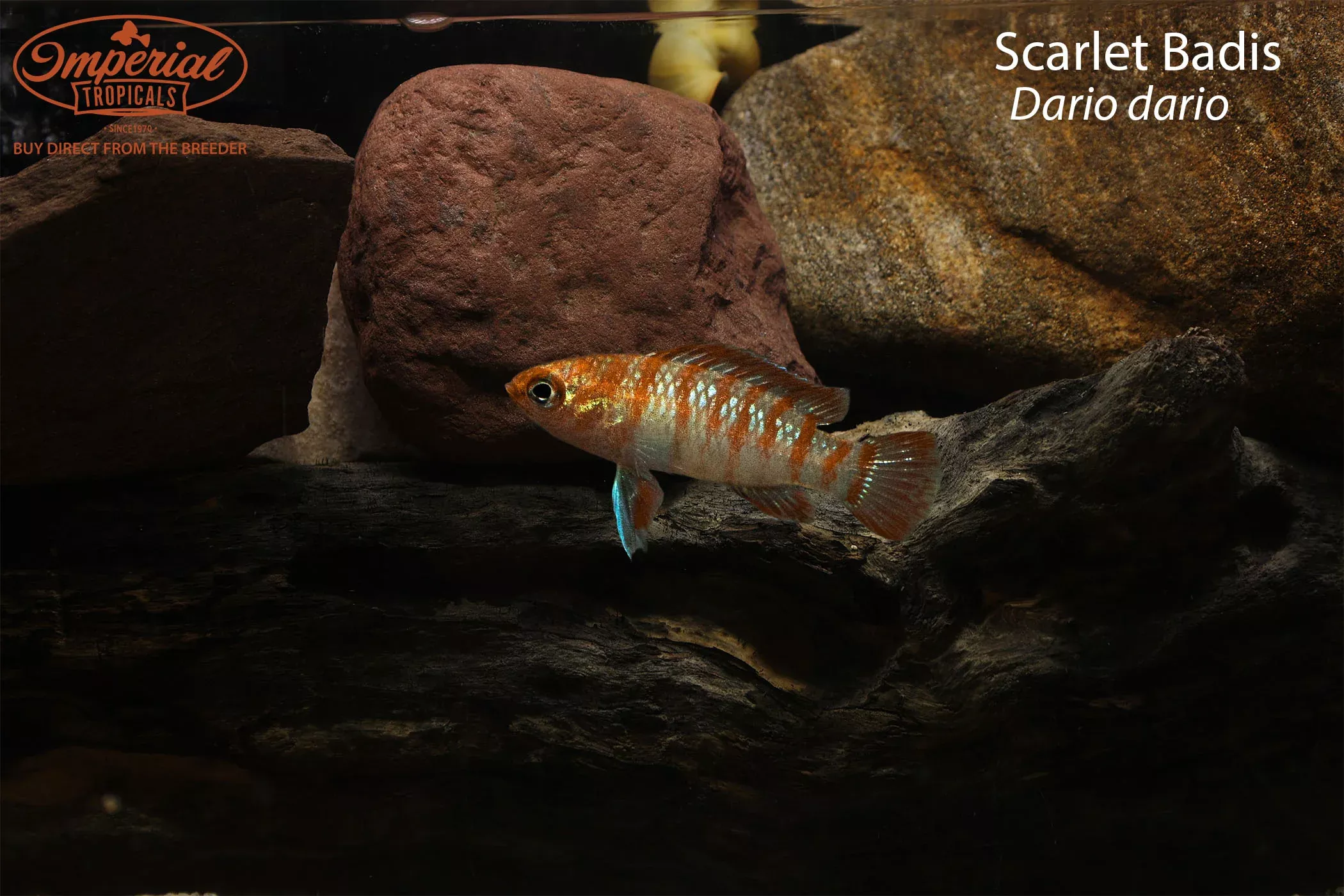 scarlet-badis Scarlet Badis