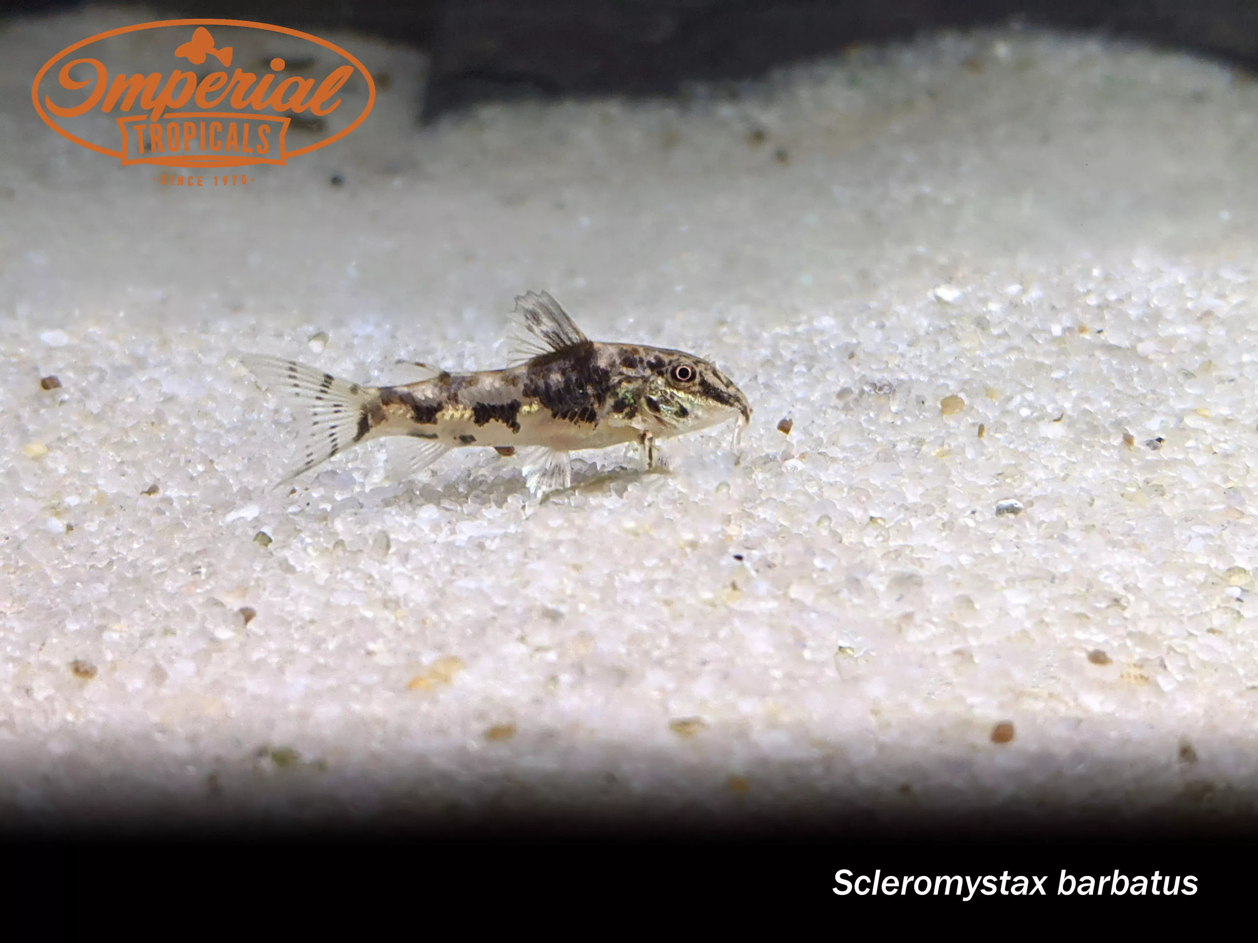 scleromystax-barbatus Scleromystax barbatus