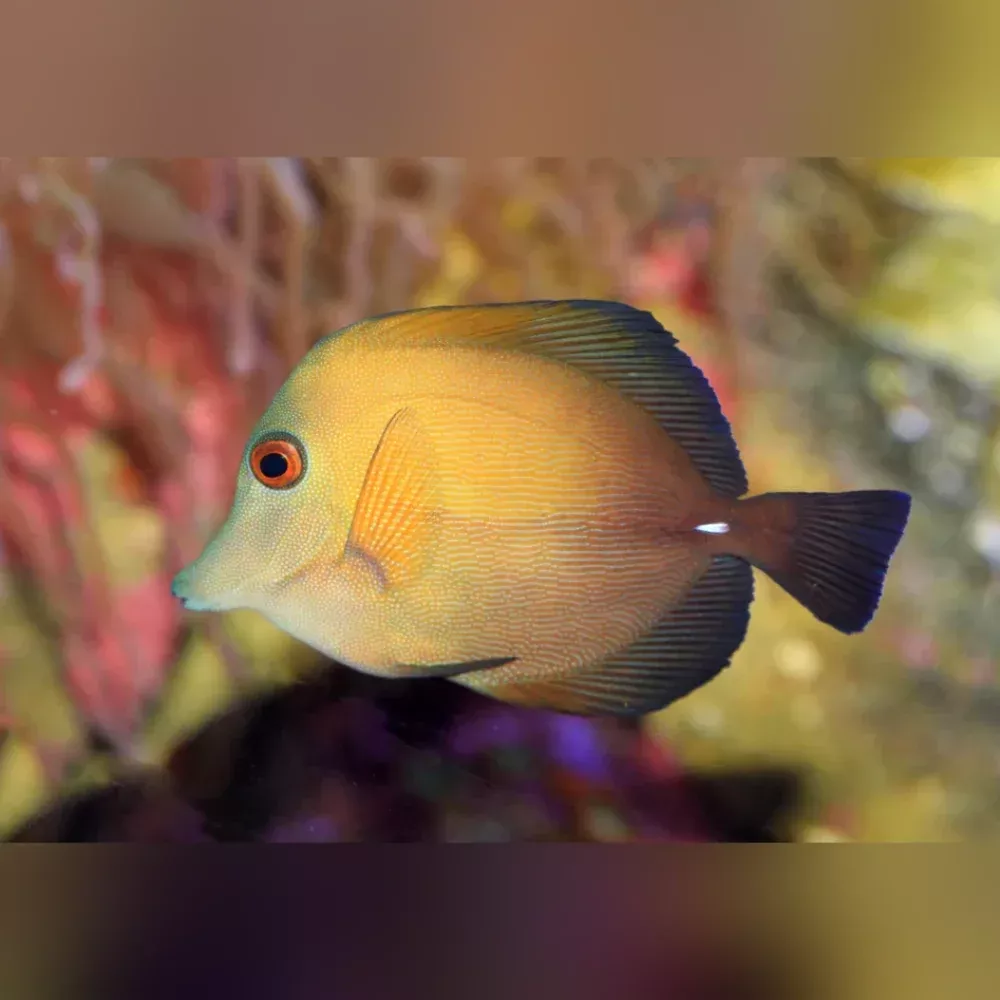scopas-tang Scopas Tang