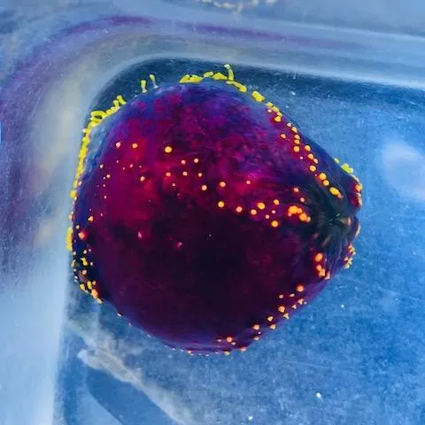 sea-apple Sea Apple