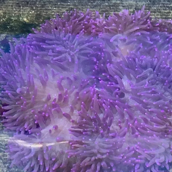sebae-purple-anemone Sebae Purple Anemone