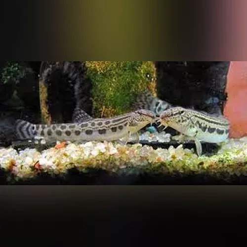 siberian-spiny-loach Siberian Spiny Loach