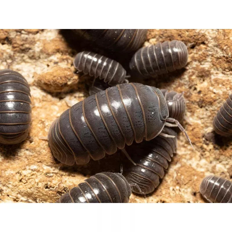 sicily-locale-isopods-armadillo-officinalis “Sicily” locale Isopods (Armadillo officinalis)