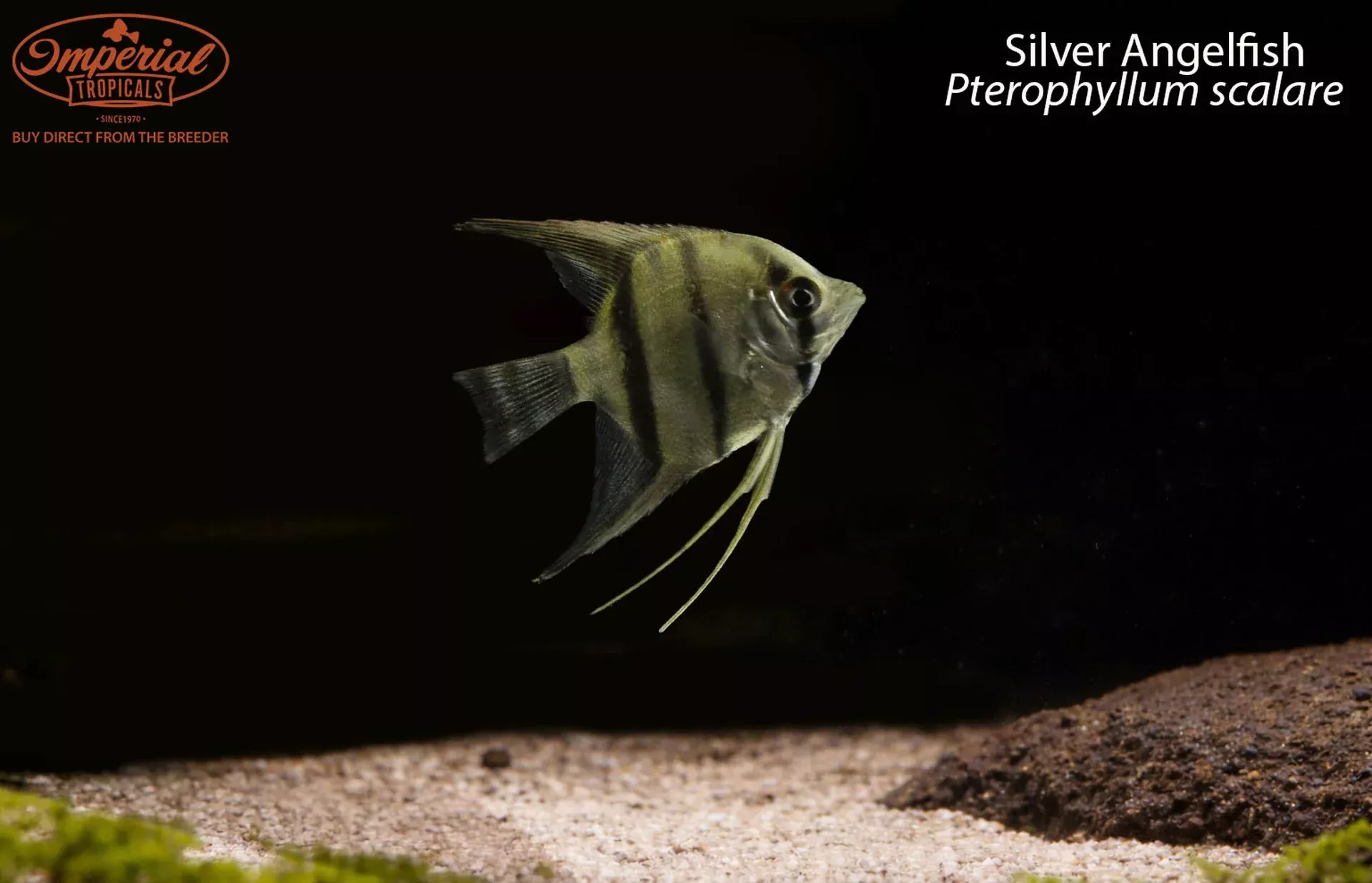 silver-angelfish Silver Angelfish