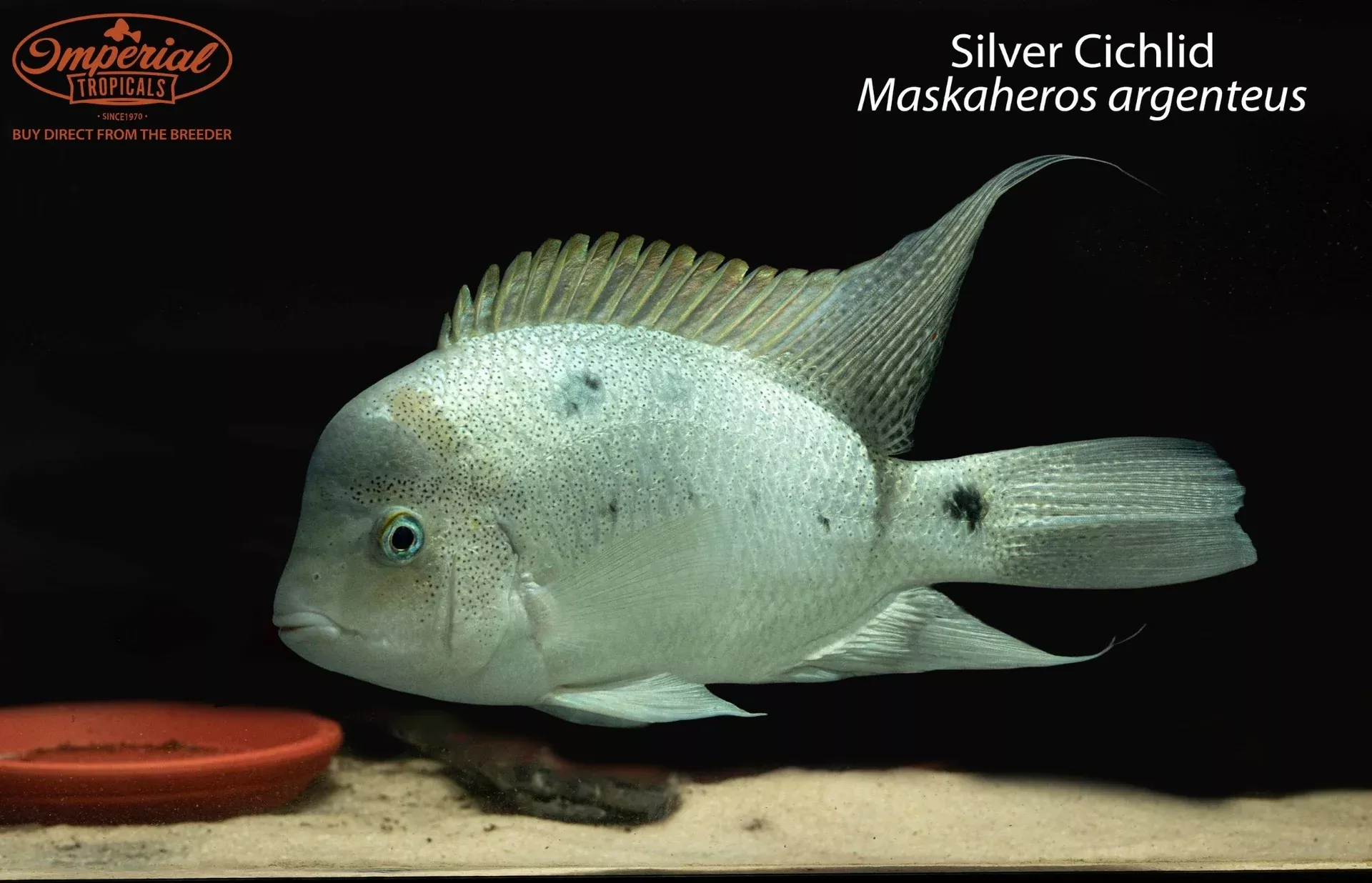 silver-cichlid-maskaheros-argenteus Silver Cichlid (Maskaheros argenteus)