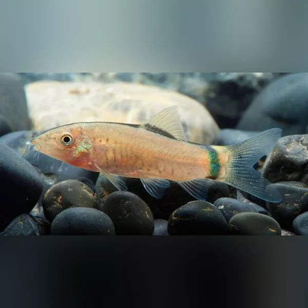 skunk-loach-group-3 Skunk Loach (Group of 3)