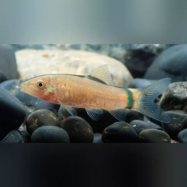 skunk-loach Skunk Loach