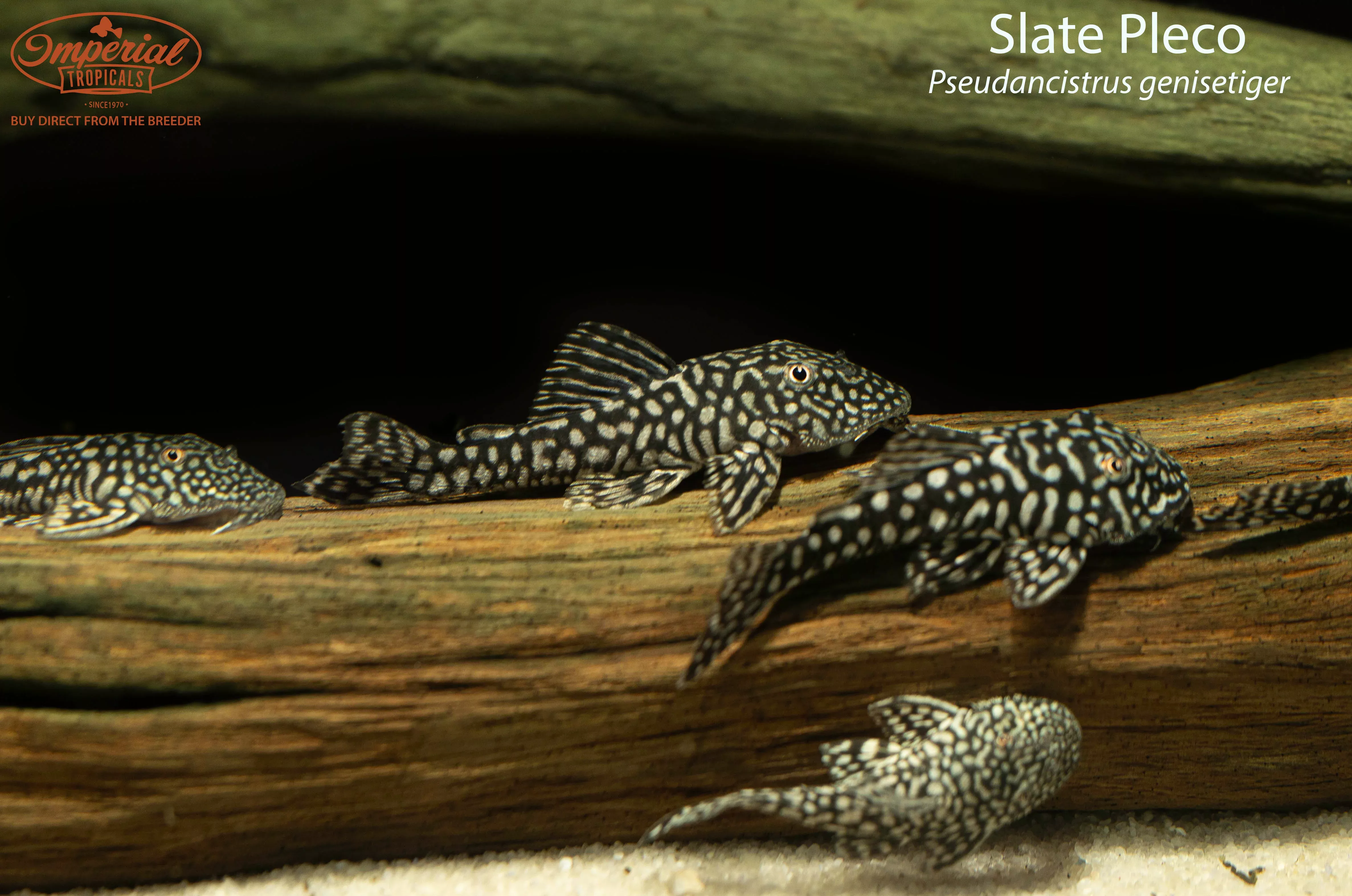 slate-pleco Slate Pleco