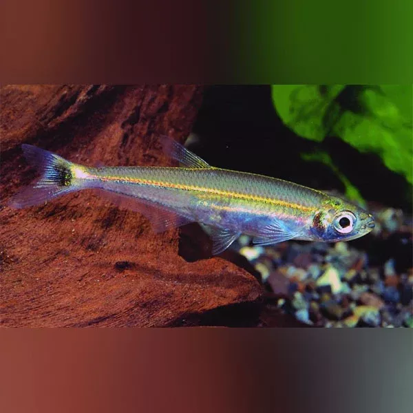 slender-tetra Slender Tetra