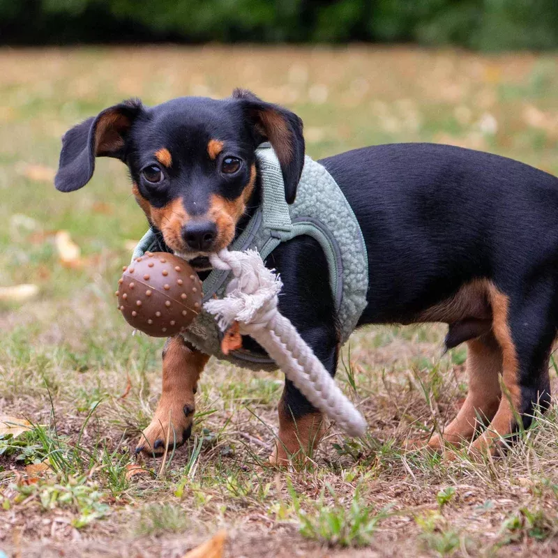 small-bite-coffee-ground-ball-ancol-eco-dog-toy Small Bite Coffee Ground Ball ANCOL Eco Dog Toy