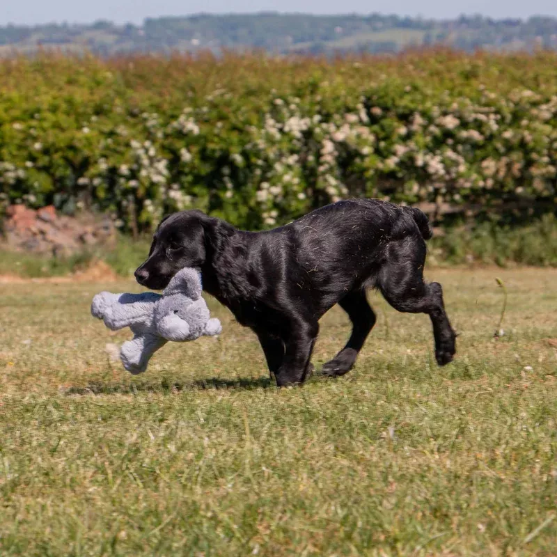 small-bite-grey-elephant-plush-toy-ancol-eco-dog-toy Small Bite Grey Elephant Plush Toy ANCOL Eco Dog Toy