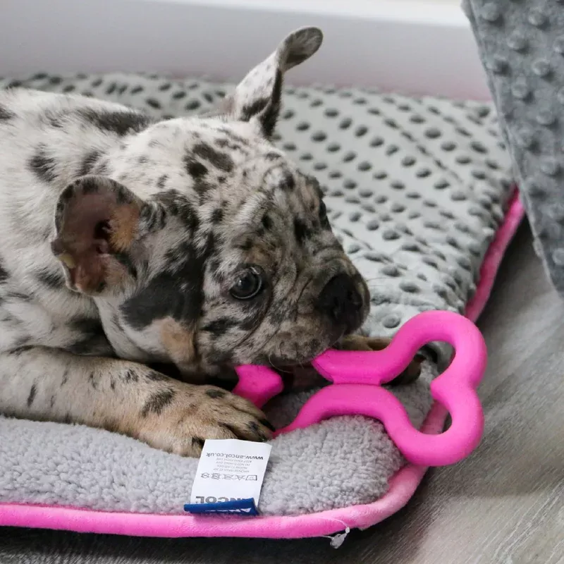 Small Bite Soft Bones Puppy Toy ANCOL