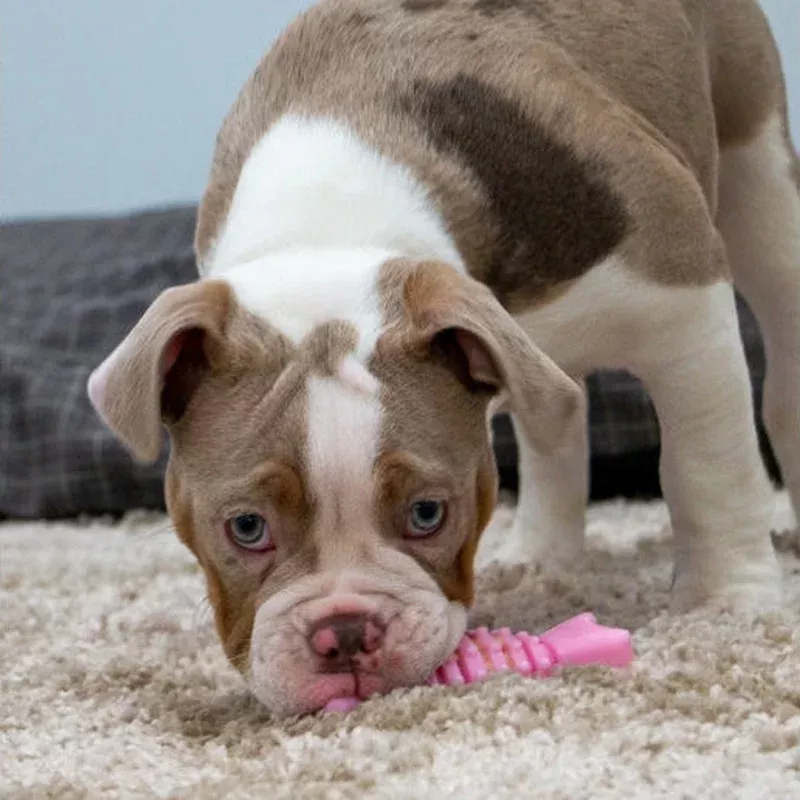 small-bite-wing-bone-puppy-teether-ancol Small Bite Wing Bone Puppy Teether ANCOL