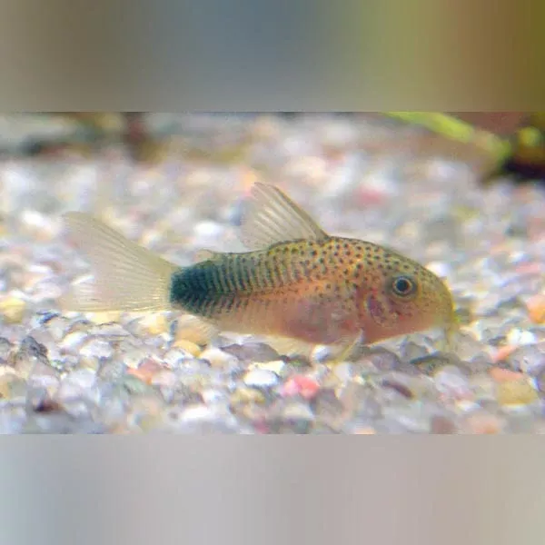 smudge-pot-cory Smudge Pot Cory