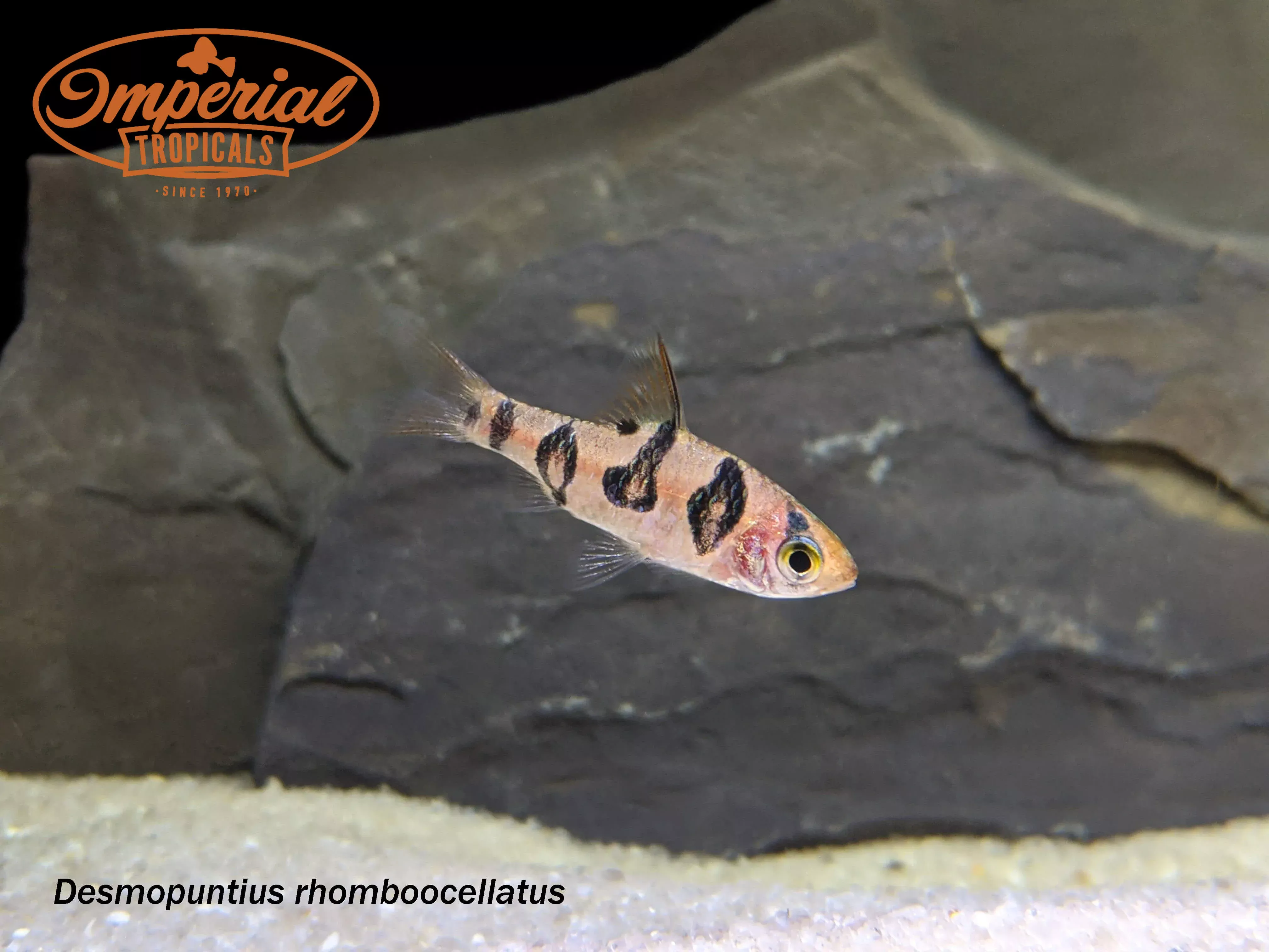 Snakeskin Barb