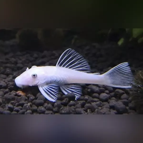 snow-white-l-144-bushynose-pleco Snow White L-144 Bushynose Pleco