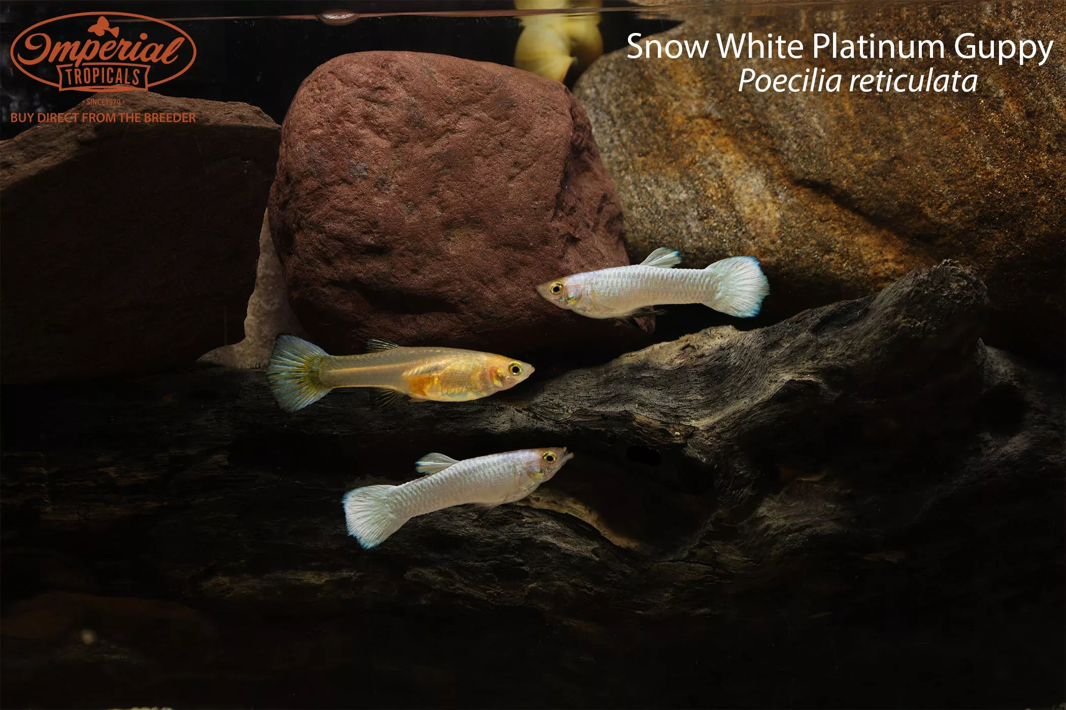 snow-white-platinum-guppy Snow White Platinum Guppy