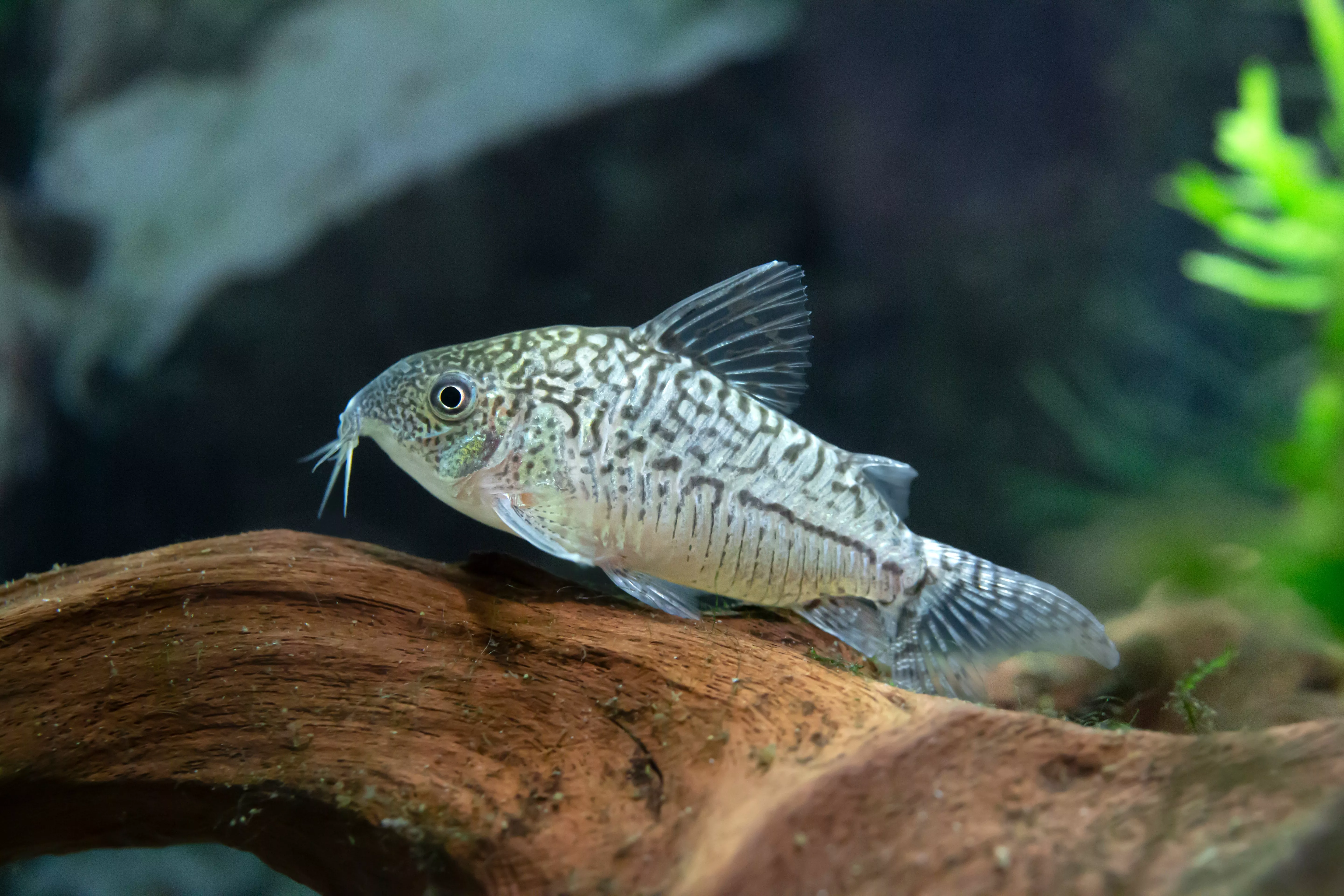 sodalis-cory-l Sodalis Cory - L