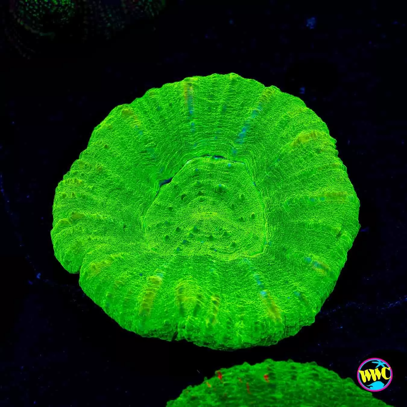 Sour Apple Scolymia