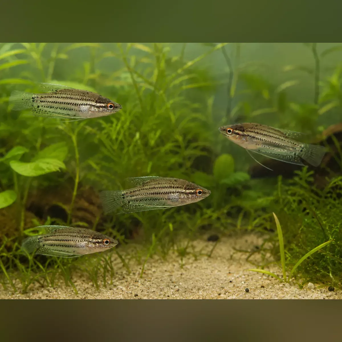 sparkling-gourami-group-4 Sparkling Gourami (Group of 4)