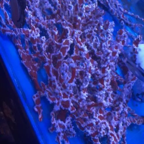 spider-sponge Spider Sponge
